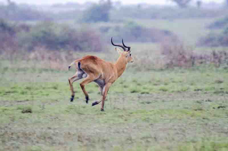 44 - Antilope Impala corriendo - parque nacional Queen Elizabeth - Uganda